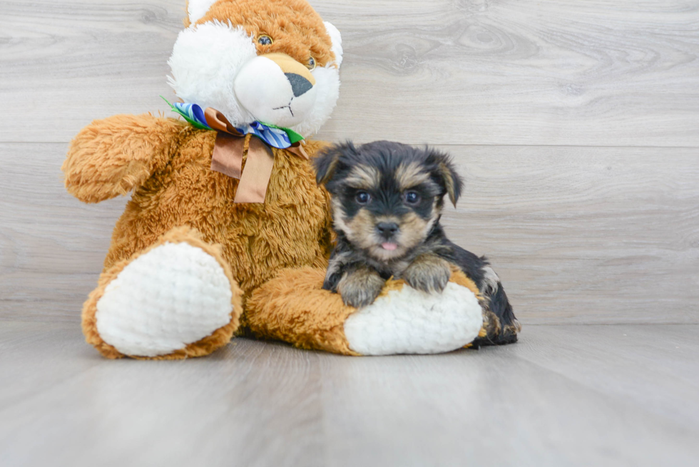 Morkie Puppy for Adoption