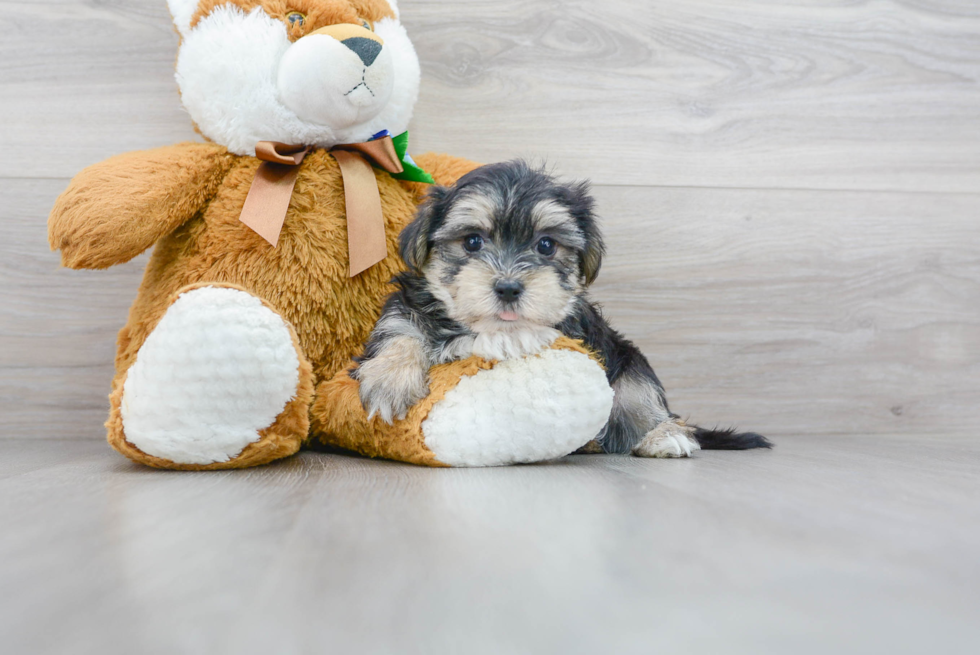 Morkie Puppy for Adoption