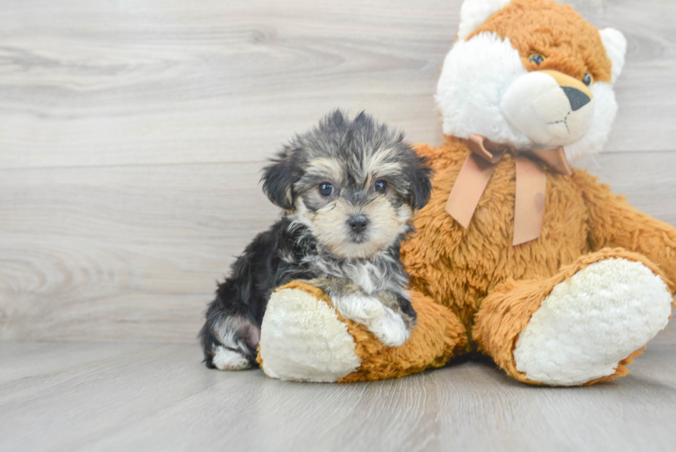 Happy Morkie Baby