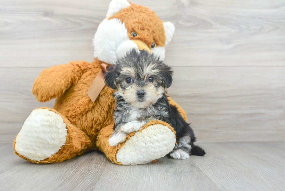 Morkie Puppy for Adoption