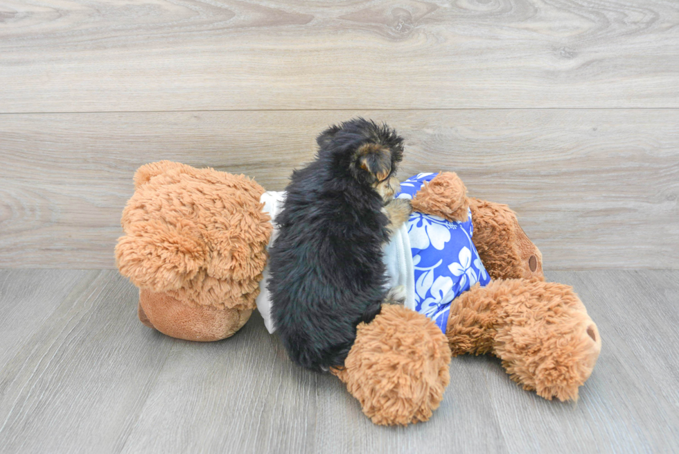 Morkie Puppy for Adoption