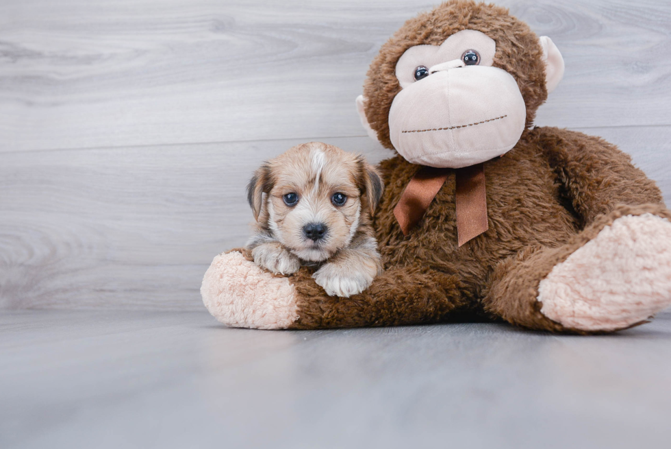 Adorable Yorkie Designer Puppy