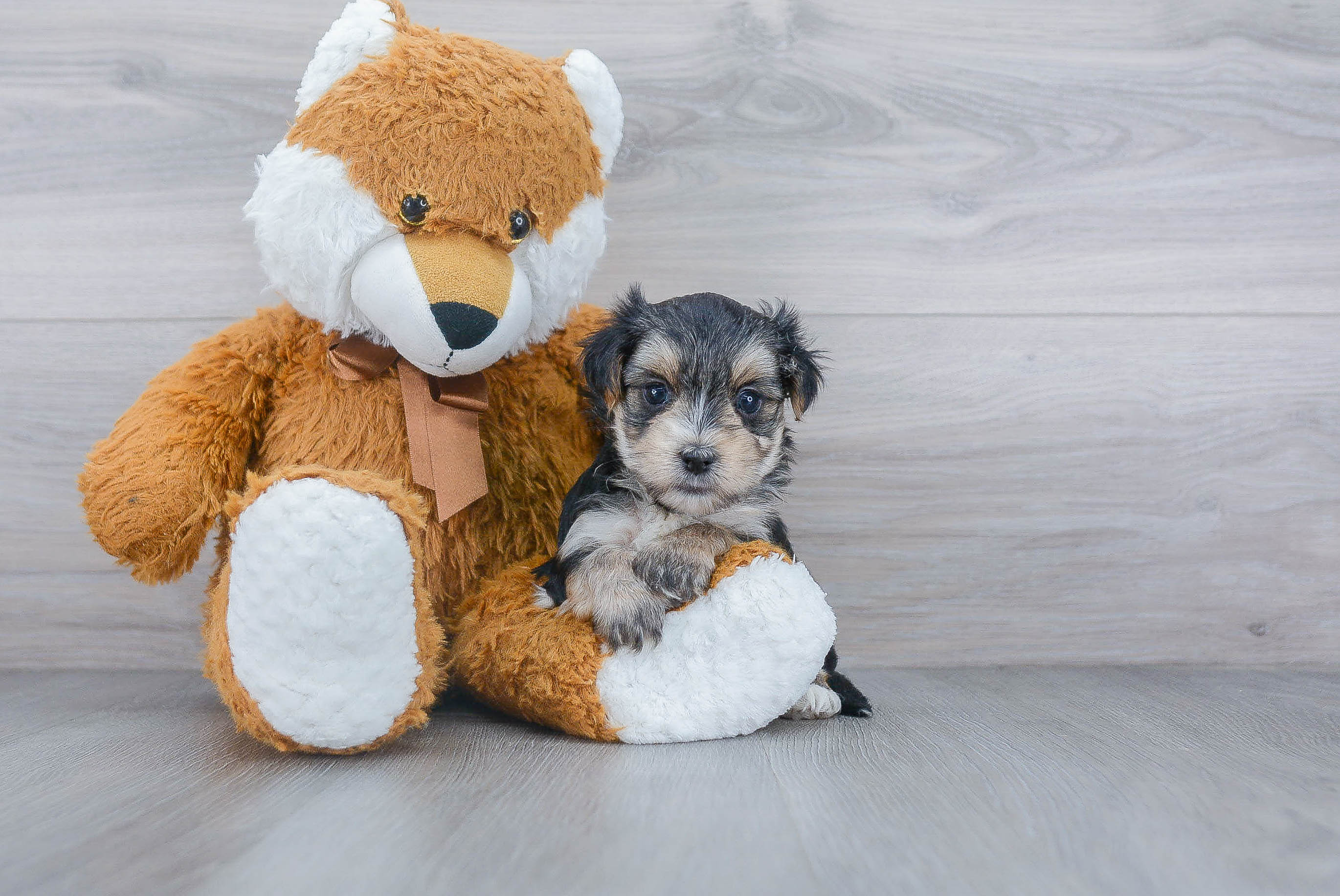 Friendly Morkie Baby