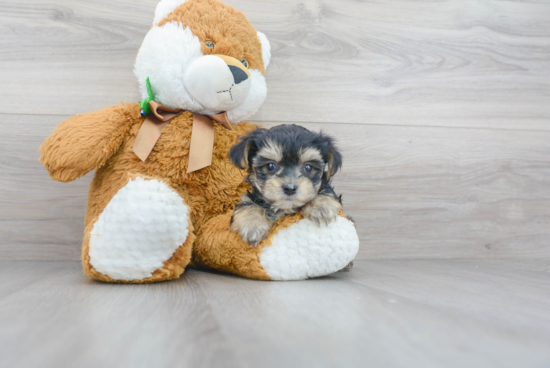 Morkie Pup Being Cute