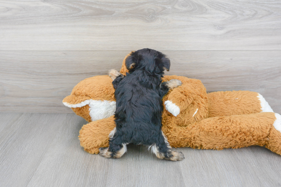 Morkie Pup Being Cute