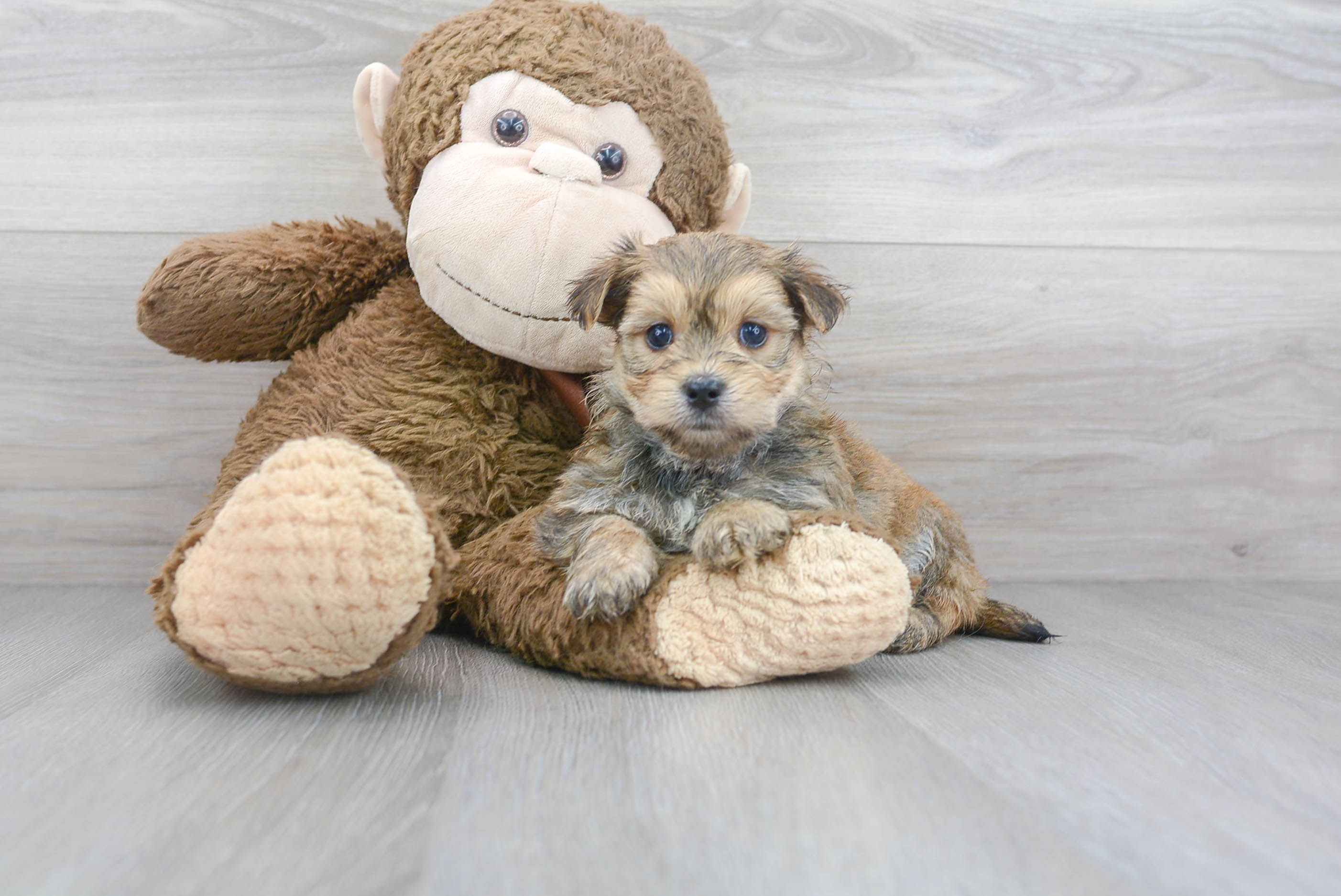 Energetic Yorkie Designer Puppy
