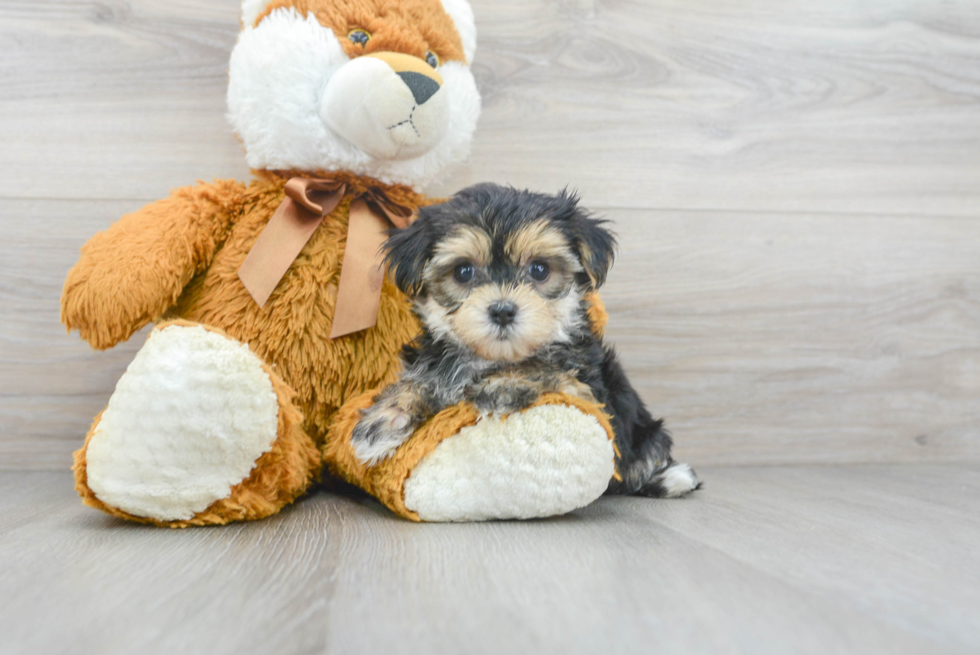 Morkie Pup Being Cute