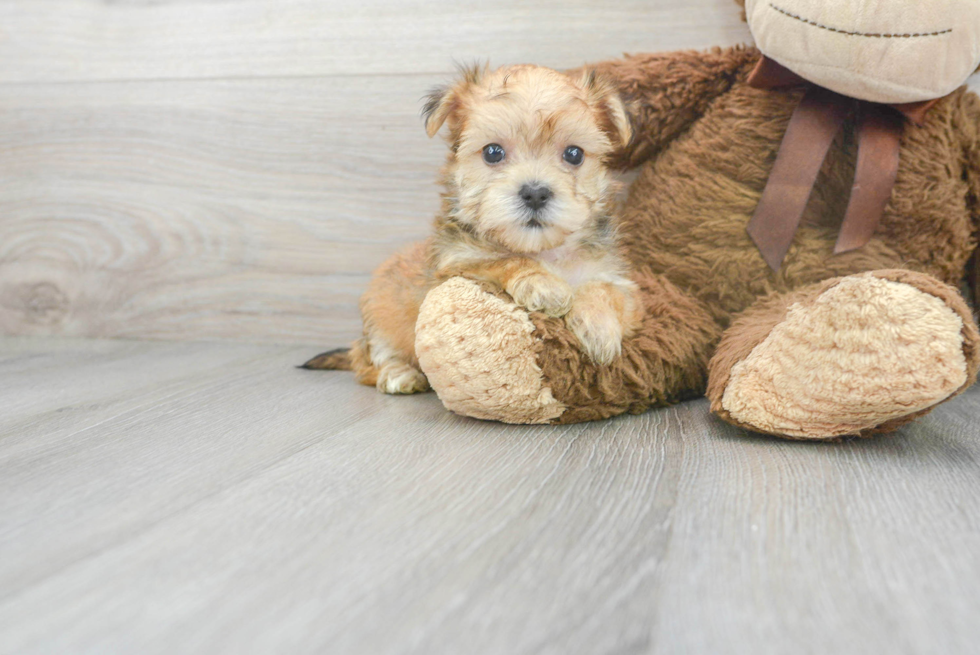 Adorable Yorkie Designer Puppy