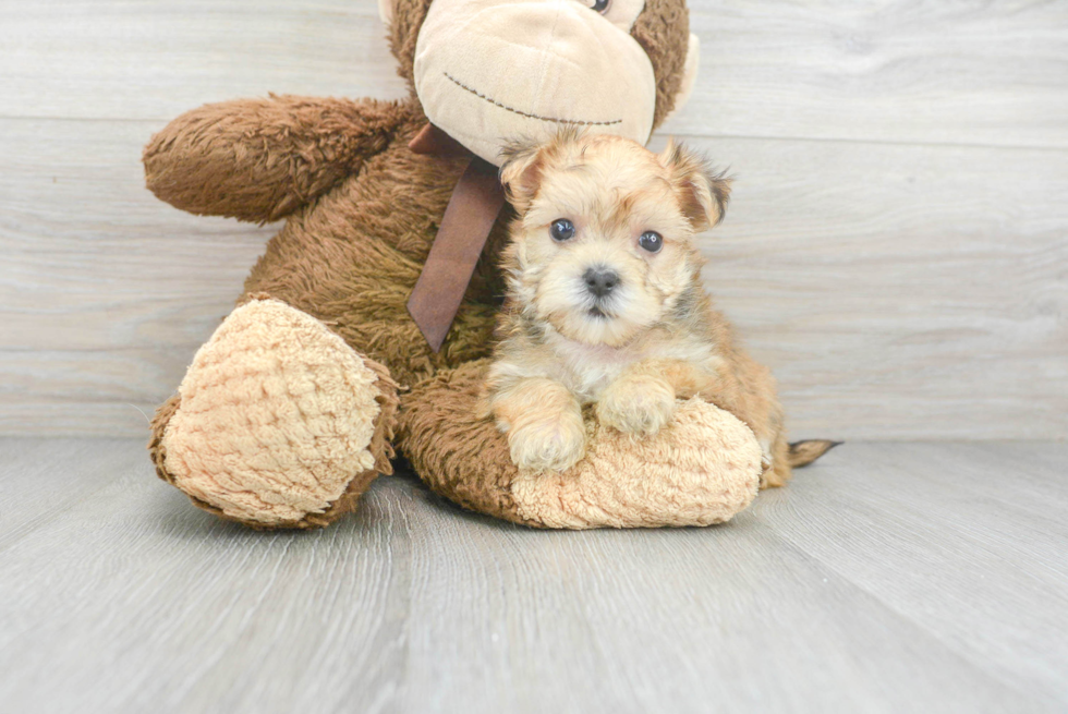 Happy Morkie Baby