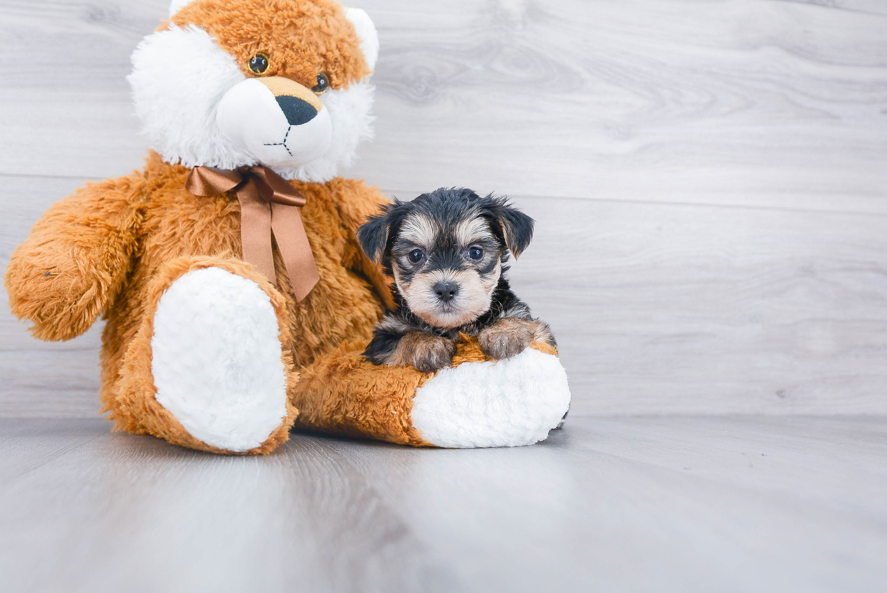 Sweet Morkie Baby