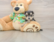 5 week old Morkie Puppy For Sale - Premier Pups