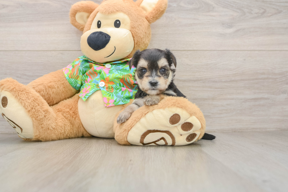 Morkie Pup Being Cute