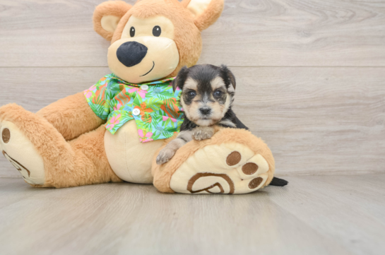 Morkie Pup Being Cute