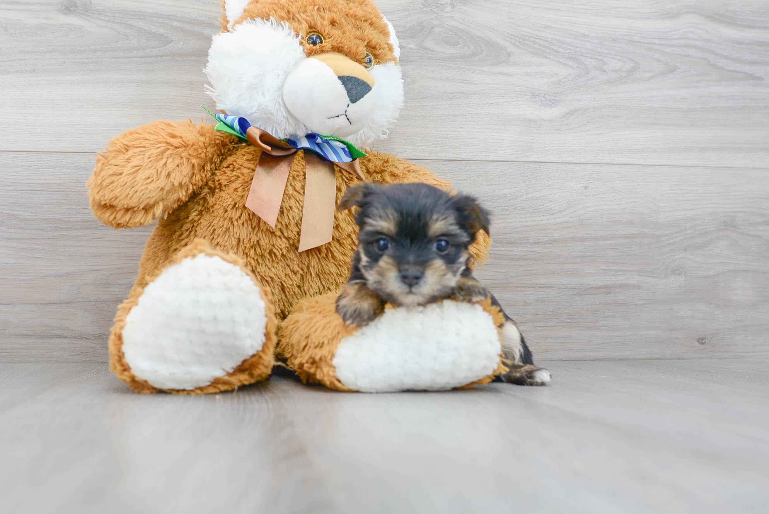Morkie Puppy for Adoption