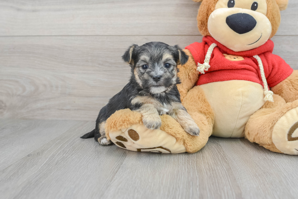 Morkie Pup Being Cute