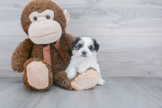 Cute Morkie Baby