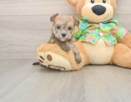 5 week old Morkie Puppy For Sale - Premier Pups