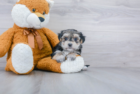 Little Yorkie Designer Puppy