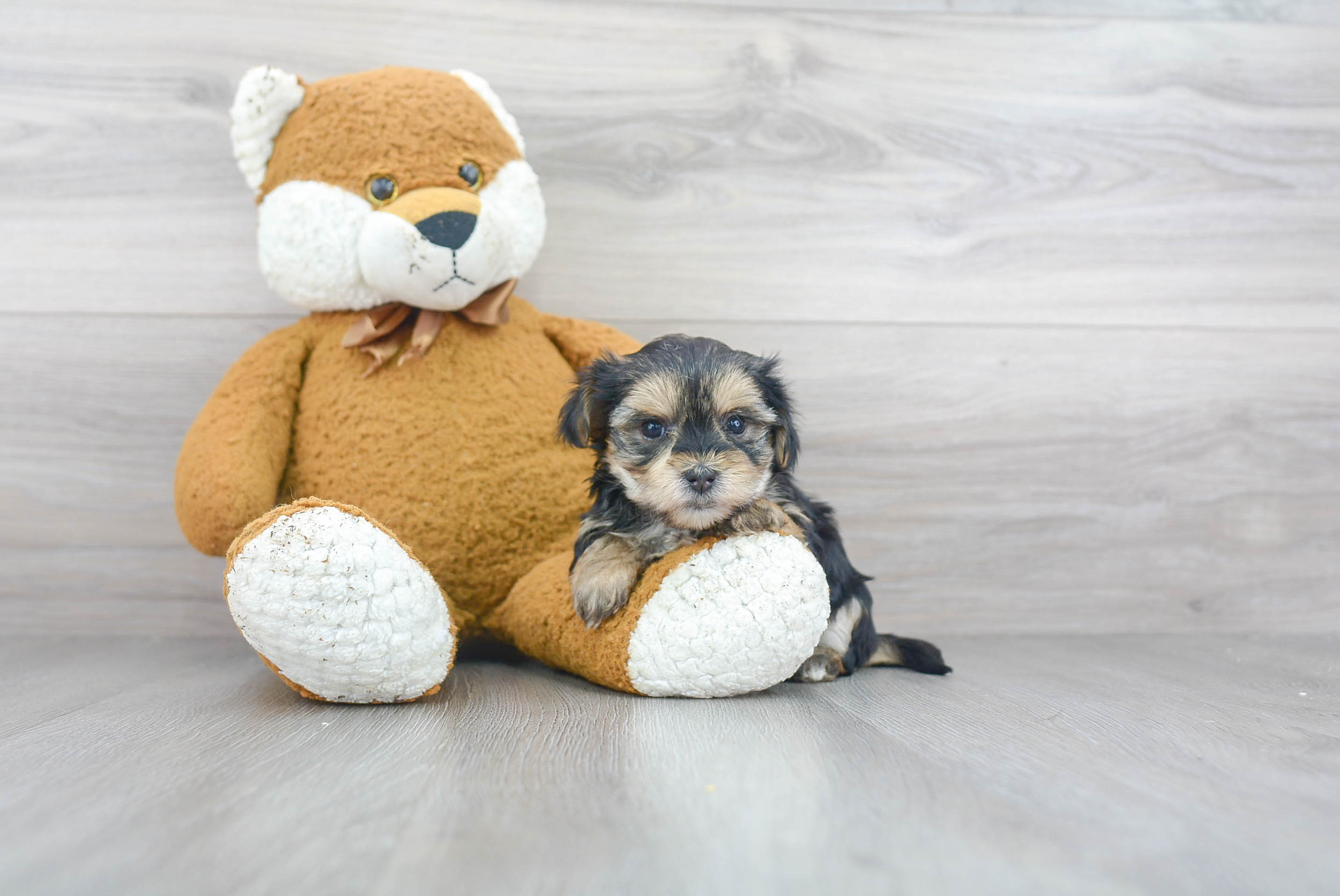 Popular Morkie Designer Pup
