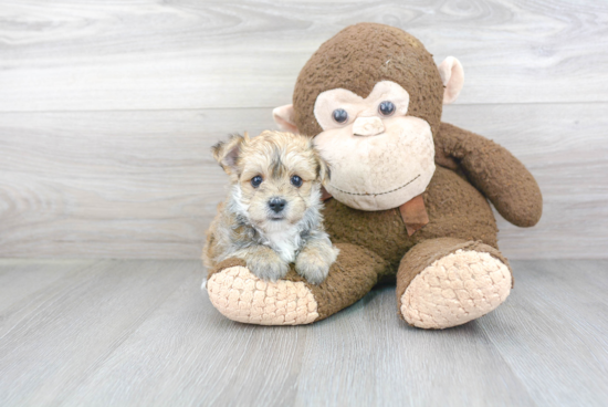 Morkie Puppy for Adoption