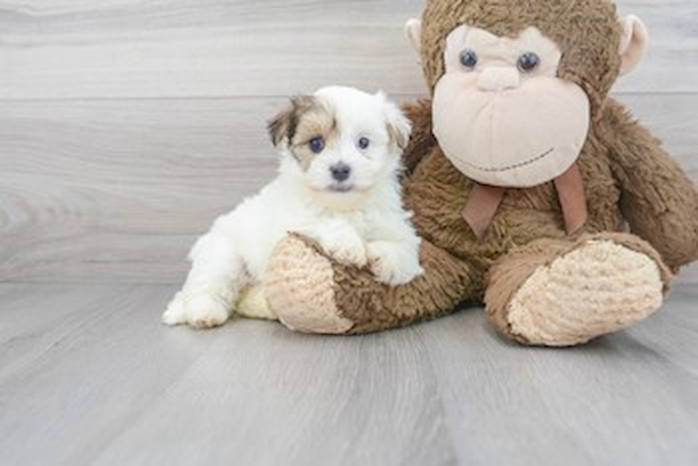 Morkie Pup Being Cute