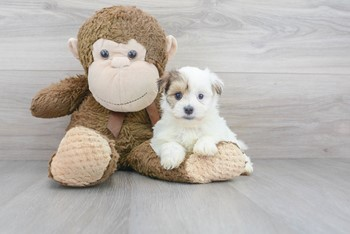 Playful Yorkie Designer Puppy