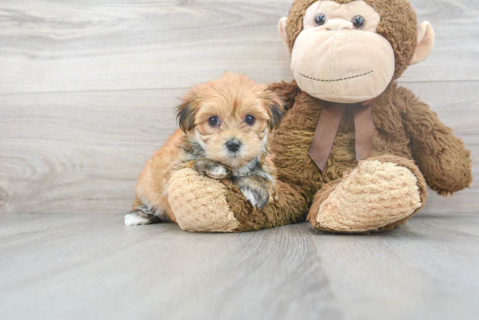 Morkie Pup Being Cute