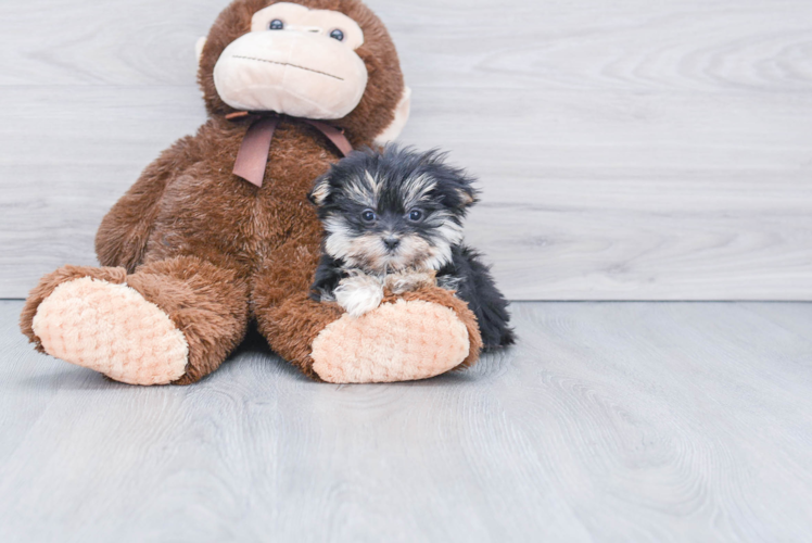 Adorable Yorkie Designer Puppy