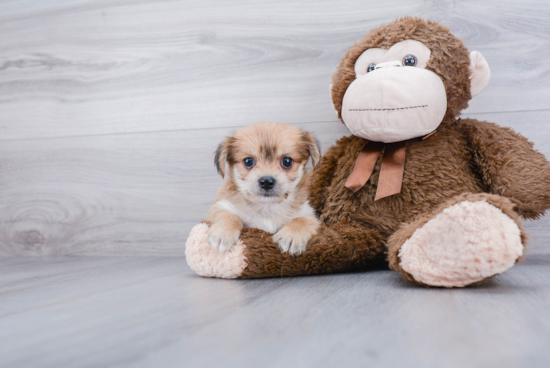 Morkie Pup Being Cute