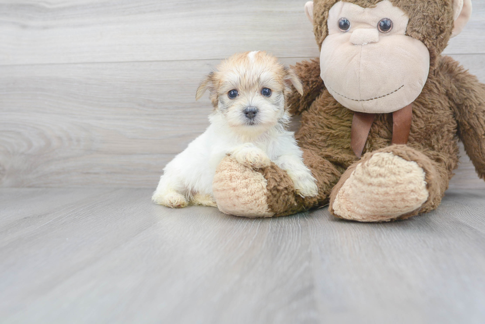 Adorable Yorkie Designer Puppy