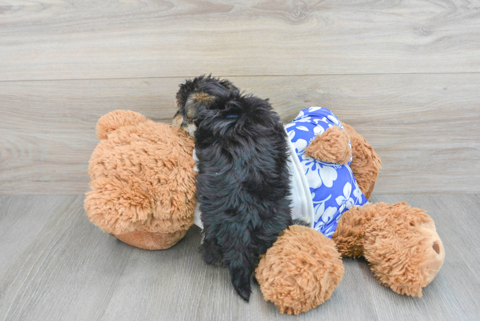 Friendly Morkie Baby