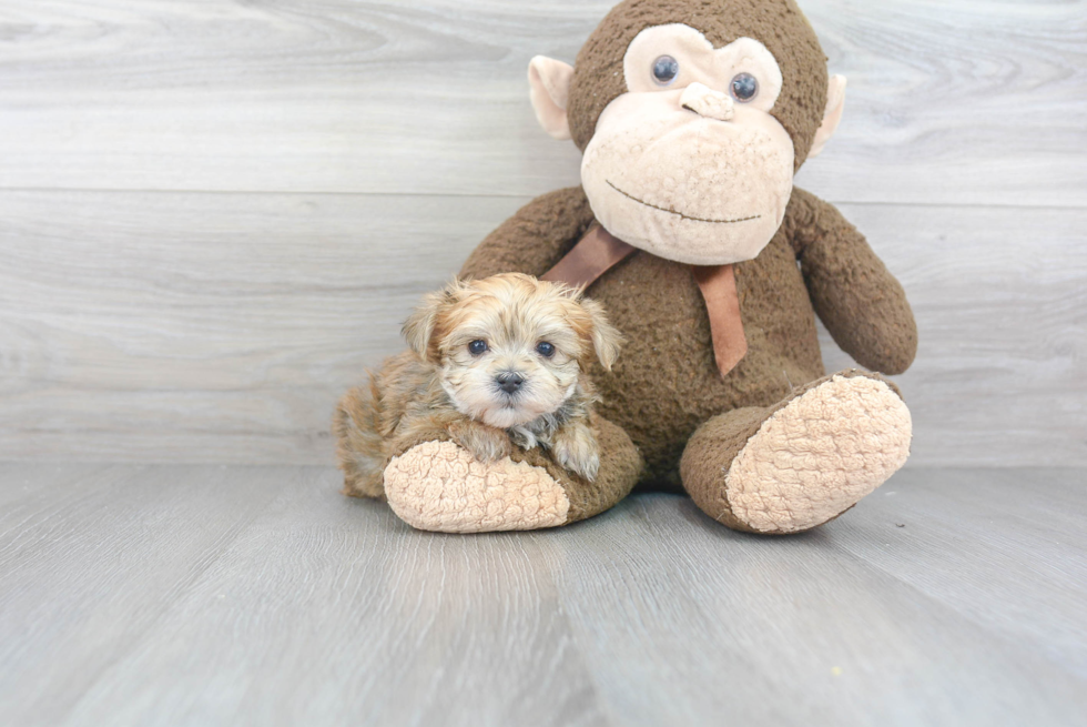 Morkie Puppy for Adoption