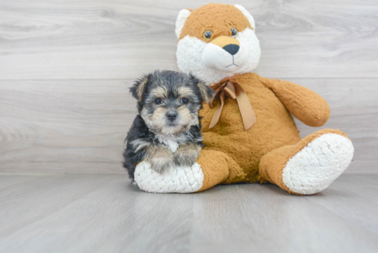 Morkie Puppy for Adoption