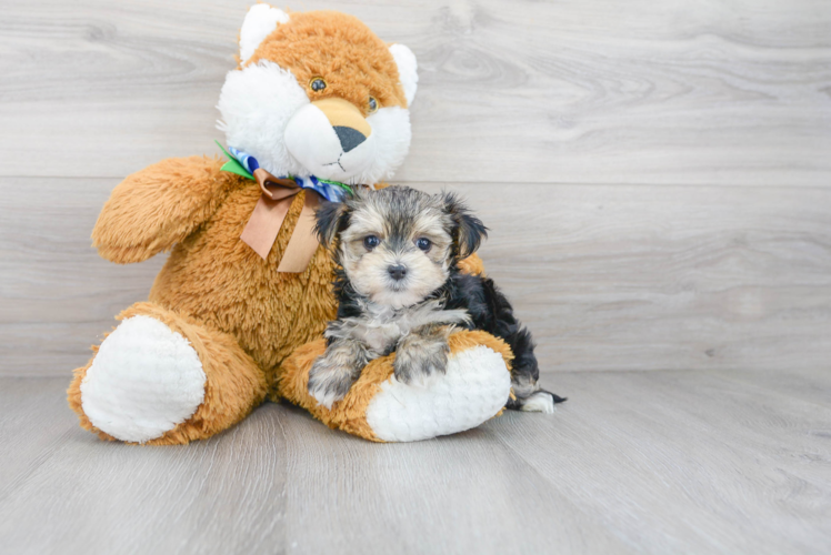 Morkie Puppy for Adoption