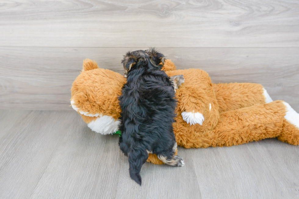 Morkie Pup Being Cute