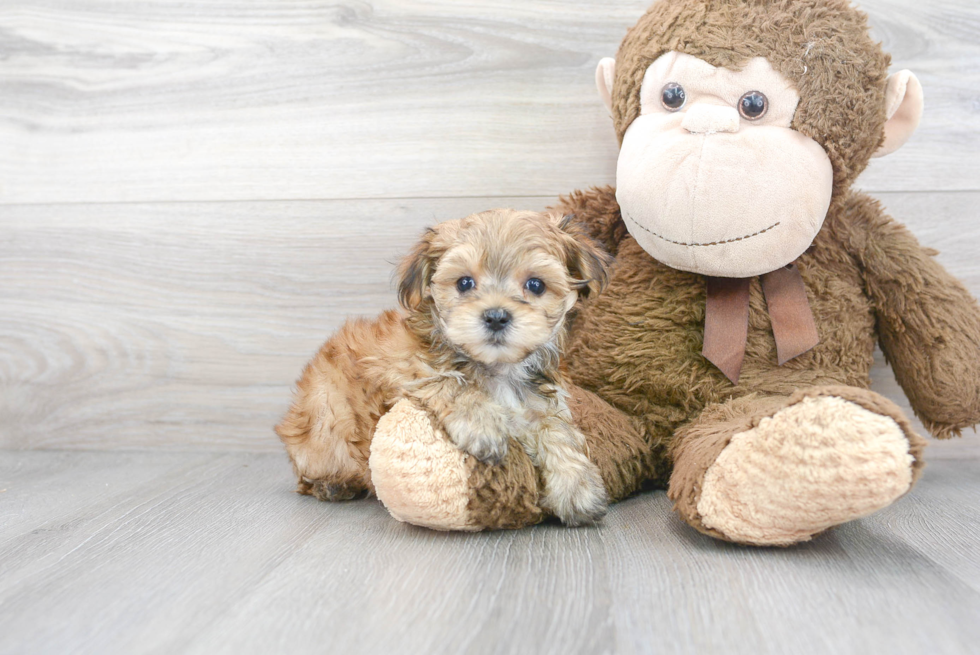 Friendly Morkie Baby