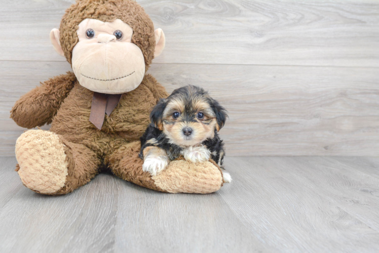 Cute Morkie Designer Pup