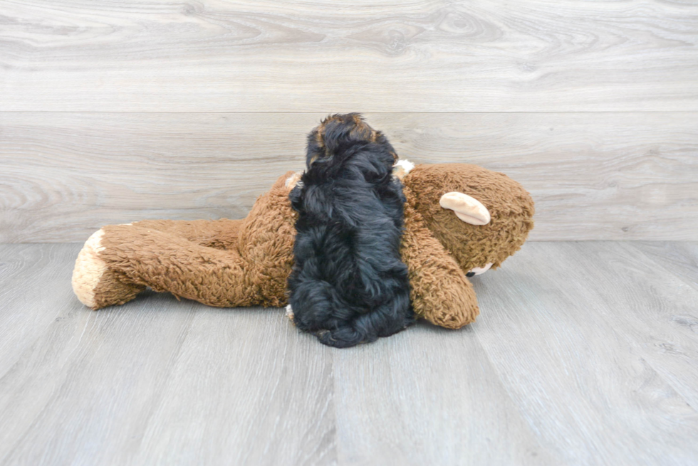 Cute Yorkie Designer Puppy