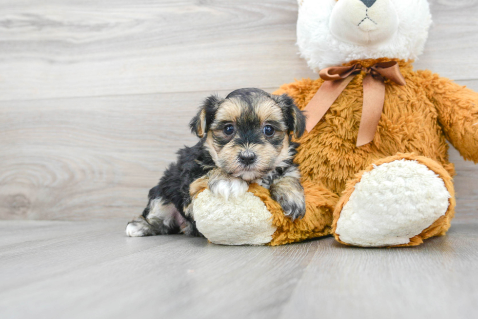 Morkie Puppy for Adoption