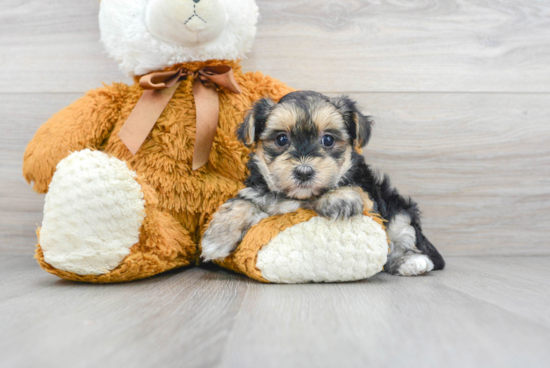 Morkie Puppy for Adoption