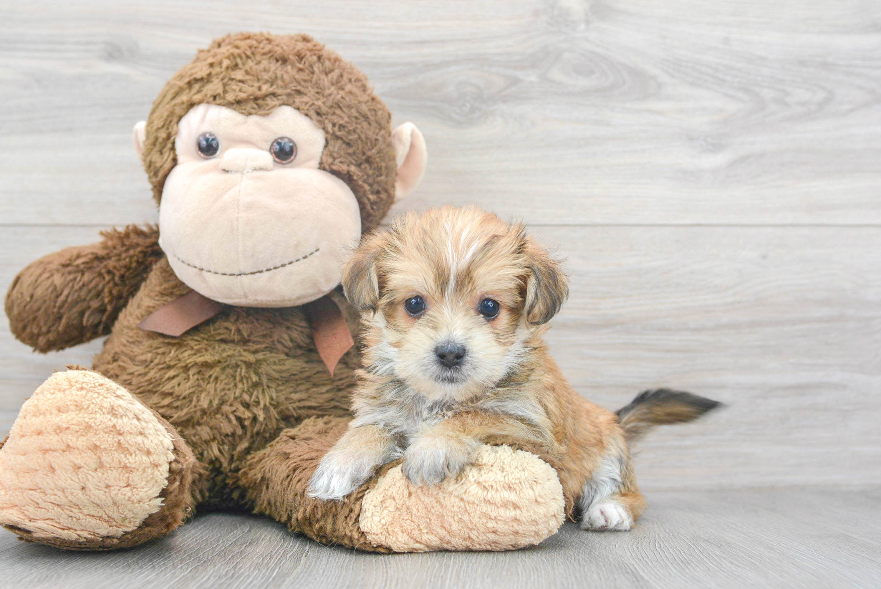 Small Morkie Baby