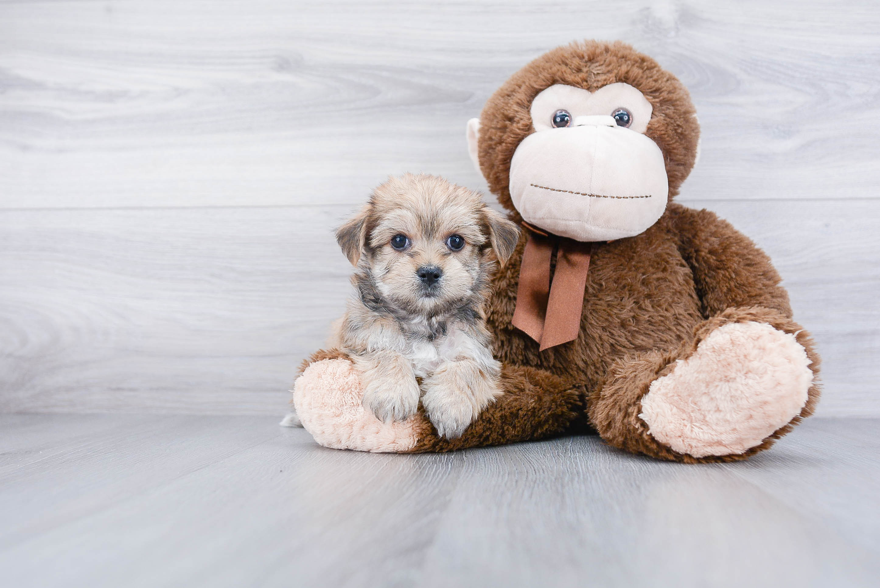 Morkie Puppy for Adoption