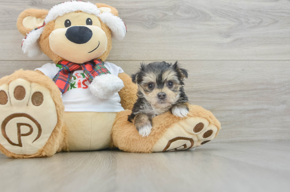 5 week old Morkie Puppy For Sale - Premier Pups