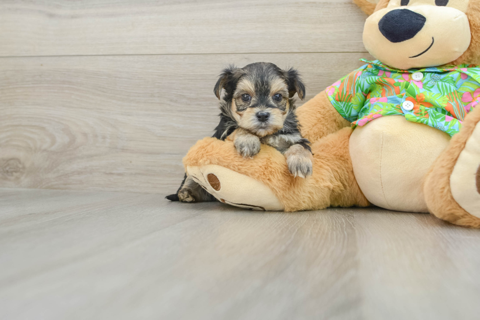 Friendly Morkie Baby