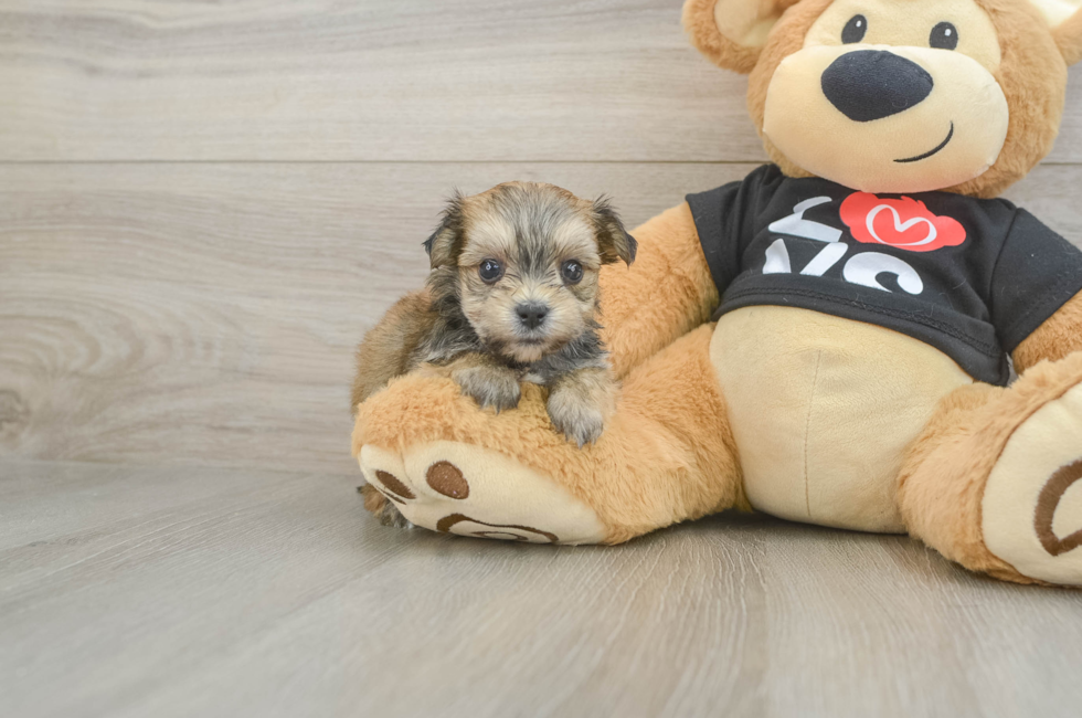 5 week old Morkie Puppy For Sale - Premier Pups