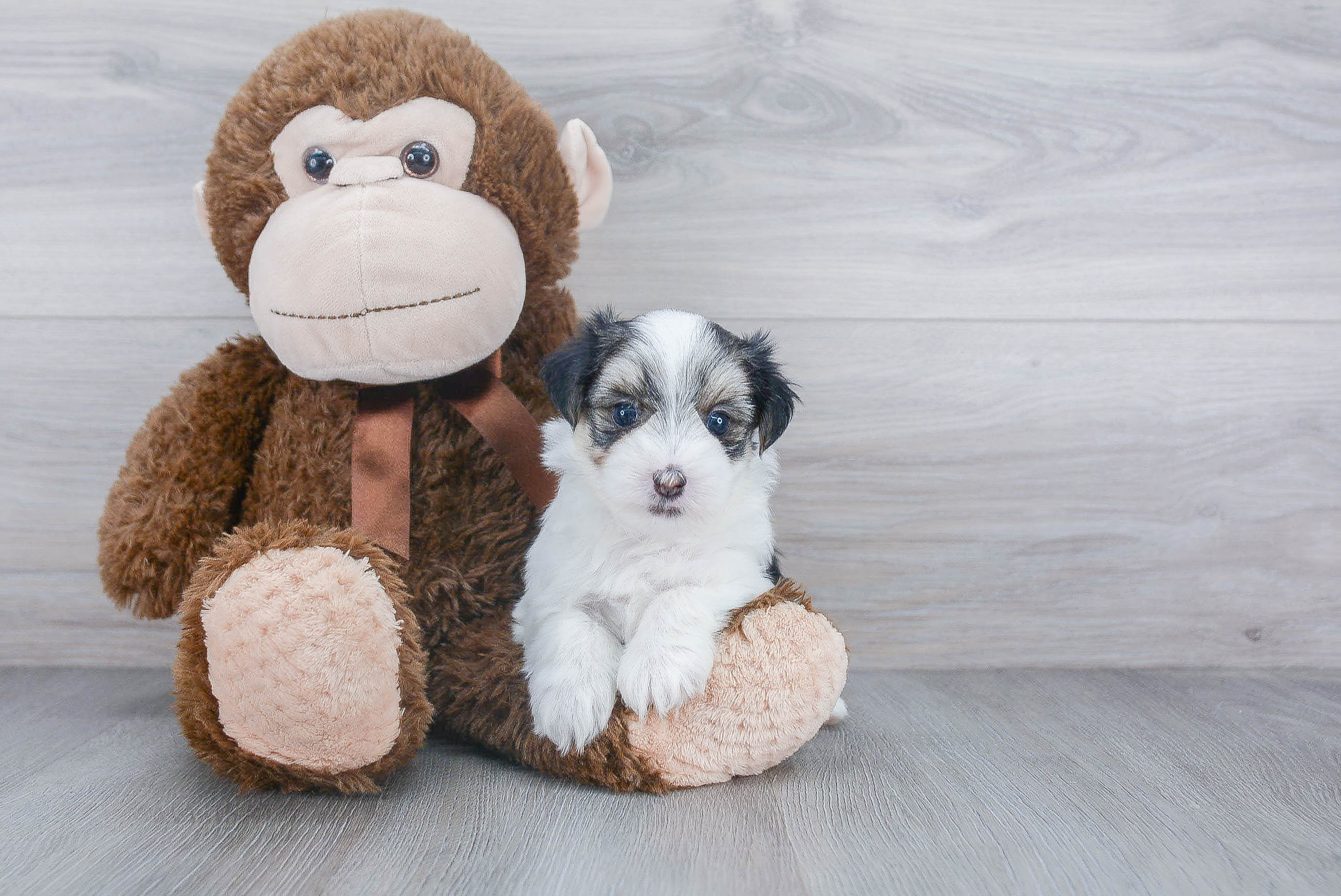 Best Morkie Baby