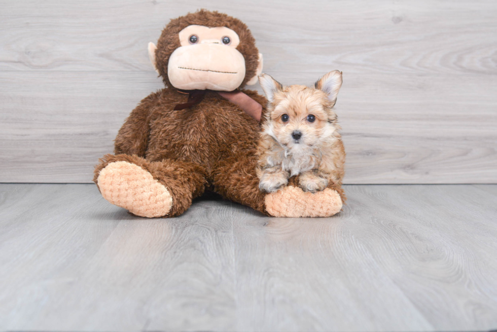 Morkie Pup Being Cute