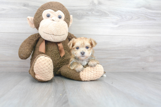 Petite Morkie Designer Pup