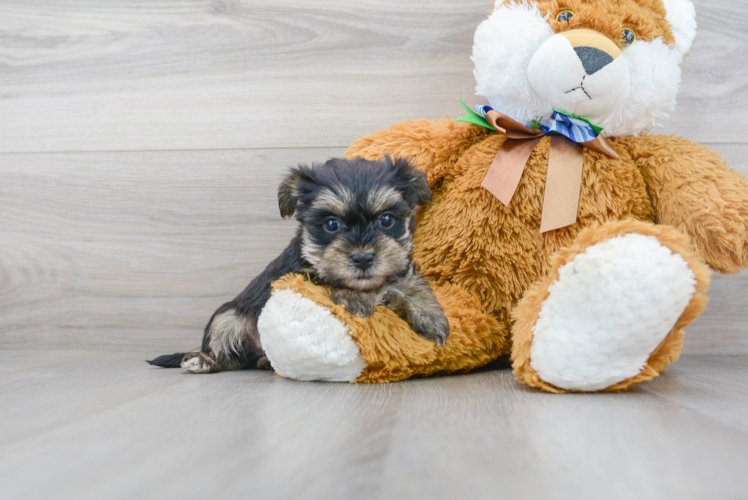 Morkie Pup Being Cute