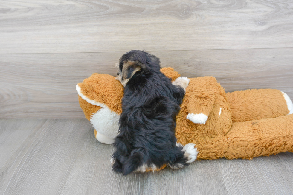 Morkie Pup Being Cute